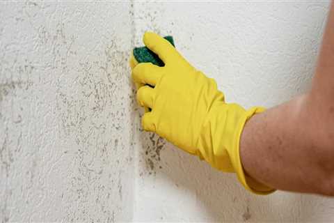 Identifying Mold and Moisture Problems in Your Home