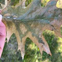Identifying Signs of Tree Disease: A Comprehensive Inspection Guide