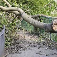 Essential Resources for Homeowners on Tree Risk Assessments