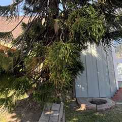 What to Do When a Tree is Leaning Towards Your Neighbor's Property
