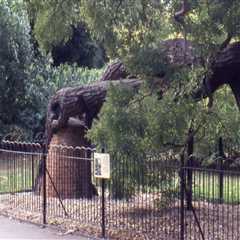 Essential Steps to Take After Identifying Risks During a Tree Inspection