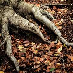 Understanding the Importance of Tree Inspections for Optimal Tree Health