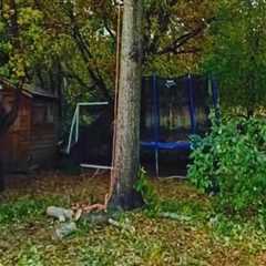 Essential Considerations for Tree Inspection: Pruning vs. Removal