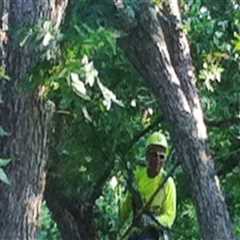 Professional Tree Care & Trimming Services in Virginia Beach