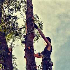 Enhance Your Landscape with Expert Tree Care and Planting
