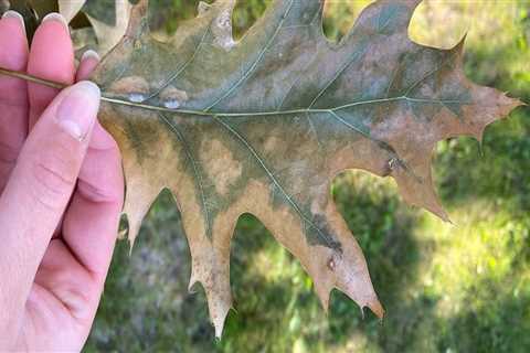Identifying Signs of Tree Disease: A Comprehensive Inspection Guide