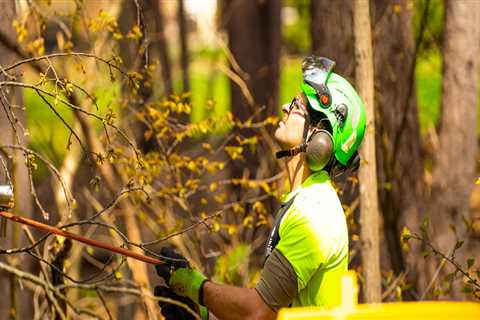 Essential Safety Precautions for Tree Trimming and Pruning