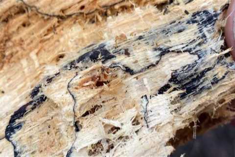 Understanding Tree Inspections: Identifying Environmental Impacts on Trees