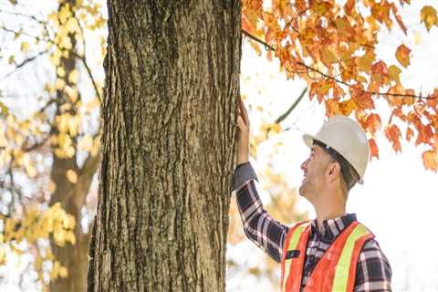 The Importance of Tree Inspections for Disease Prevention and Treatment