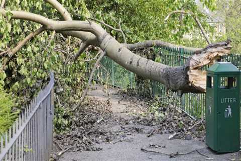 The Importance of Tree Inspections in Preventing Property Damage