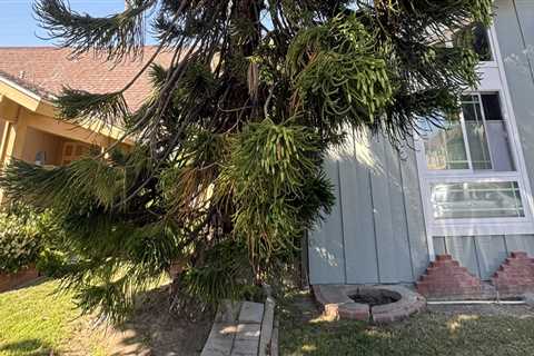 What to Do When a Tree is Leaning Towards Your Neighbor's Property