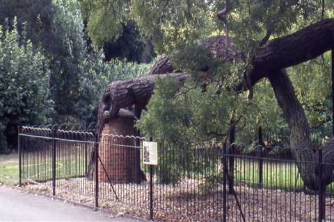 Essential Steps to Take After Identifying Risks During a Tree Inspection