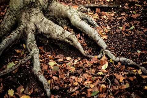 Understanding the Importance of Tree Inspections for Optimal Tree Health