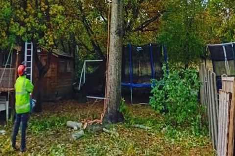 Essential Considerations for Tree Inspection: Pruning vs. Removal