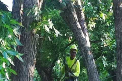 Professional Tree Care & Trimming Services in Virginia Beach