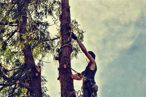 Enhance Your Landscape with Expert Tree Care and Planting