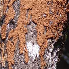 Safeguard Your Home: Effective Termite Control in Fayetteville, GA