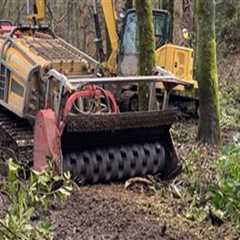 Clearing the Way: Forestry Equipment for Easier Moving Day Access