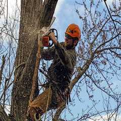 Tree Trimming Considerations for Winchester, Virginia Properties with Outdoor Cleaning Needs