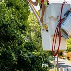 Tree Safety Techniques to Maintain Clearance Around Electrical Lines