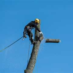 The Ultimate Guide to Tree Removal: 10 Essential Steps for a Safe and Successful Process