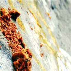 Protect Your Home with Expert Foundation Repair and Mold Remediation