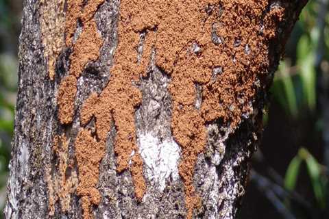Safeguard Your Home: Effective Termite Control in Fayetteville, GA