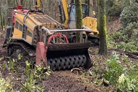 Clearing the Way: Forestry Equipment for Easier Moving Day Access