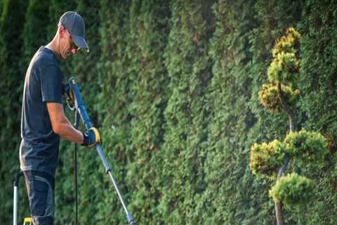 Arborist Improvements That Stand Out with Pressure Washing Services