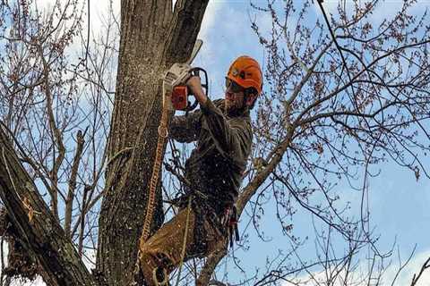 Tree Trimming Considerations for Winchester, Virginia Properties with Outdoor Cleaning Needs