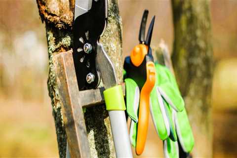 Choosing the Right Tools for Seasonal Tree Care Projects Made Simple