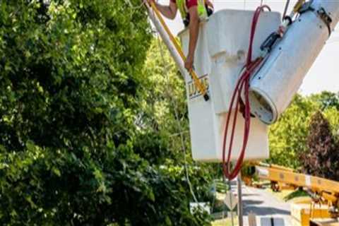 Tree Safety Techniques to Maintain Clearance Around Electrical Lines