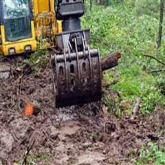 Identifying When Tree Removal is Necessary Over Excavation