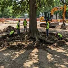 Understanding Tree Excavation: Techniques, Benefits, and Considerations
