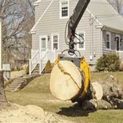 Essential Strategies to Safeguard Underground Utilities During Tree Excavation