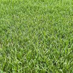 The Environmental Impact of Turf Management: Balancing Aesthetics and Sustainability