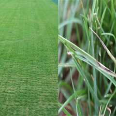 Natural Approaches to Turf Management: Preventing and Managing Turf Diseases Without Chemicals