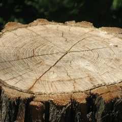 Optimize Your Landscape with Professional Stump Grinding