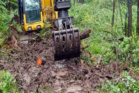 Identifying When Tree Removal is Necessary Over Excavation