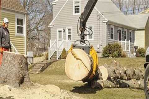 Essential Strategies to Safeguard Underground Utilities During Tree Excavation