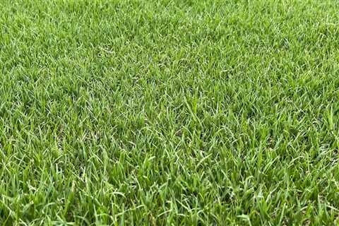 The Environmental Impact of Turf Management: Balancing Aesthetics and Sustainability