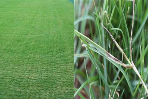 Natural Approaches to Turf Management: Preventing and Managing Turf Diseases Without Chemicals
