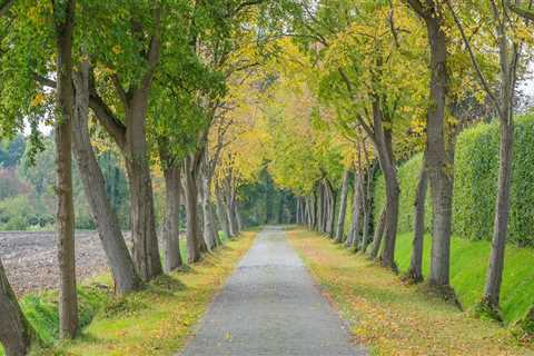 Enhance Your Landscape with Lawn Sprinklers and Tree Care
