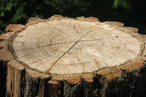 Optimize Your Landscape with Professional Stump Grinding