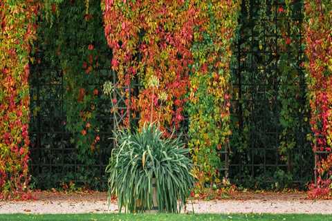 Elevate Your Yard with Expert Turf Management & Pergolas