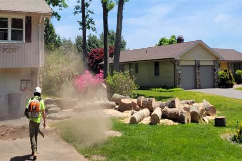 The Hidden Challenges of Removing Large Trees Near Residential Driveways and Walkways