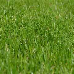 Organic Lawn Care in Loudoun County by Pro-Mow, Inc.