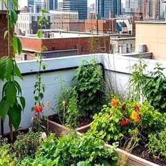 Creating Community Through Rooftop Garden Design